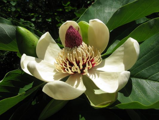 Fragrância Flor de Figo