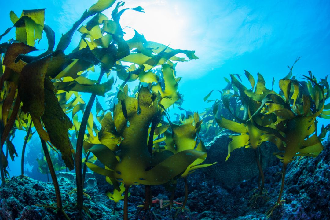 Fragrância Brisamar - FOTO: Green Seaweed - por Inusuke